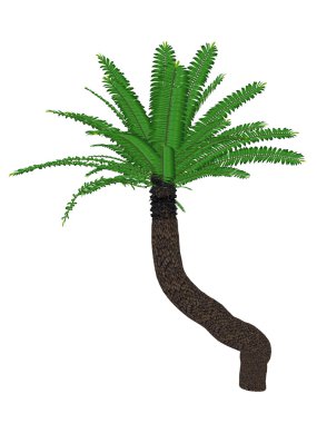 Breadtree, broodboom, eastern Cape'deki dev, bushmans Nehri Sikas veya ujobane, encephalartos altensteinii, ağaç - 3d render