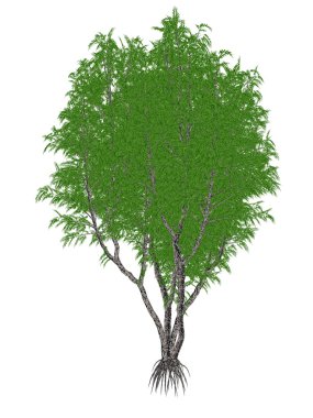 Afrika veya lagos maun ağacı, khaya ivorensis - 3d render