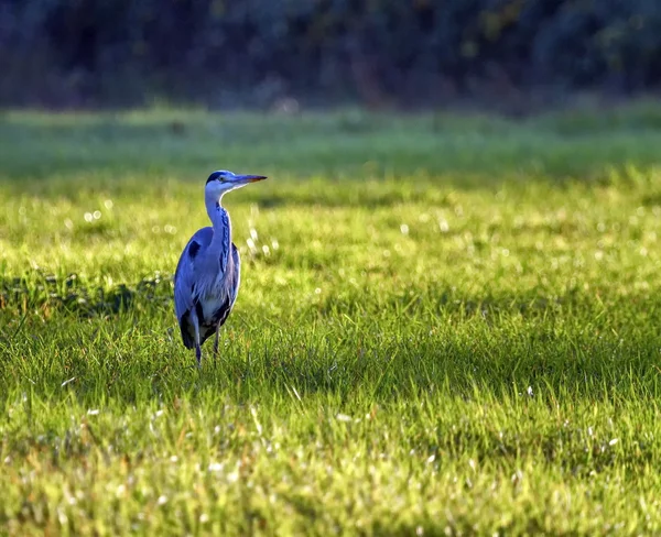 Grey heron, ardea cinerea — Stock Photo, Image