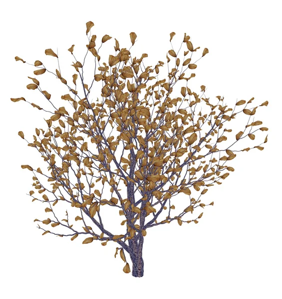 Árvore de buxo africano, myrsine africana - renderização 3D — Fotografia de Stock