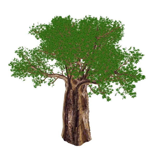 Baobab tree, adansonia digitata - 3D render — Stock Photo, Image