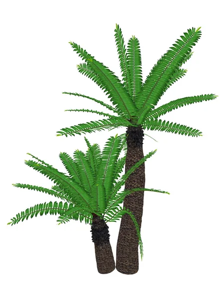 Breadtree, broodboom, eastern Cape'deki dev, bushmans Nehri Sikas veya ujobane, encephalartos altensteinii, ağaç - 3d render