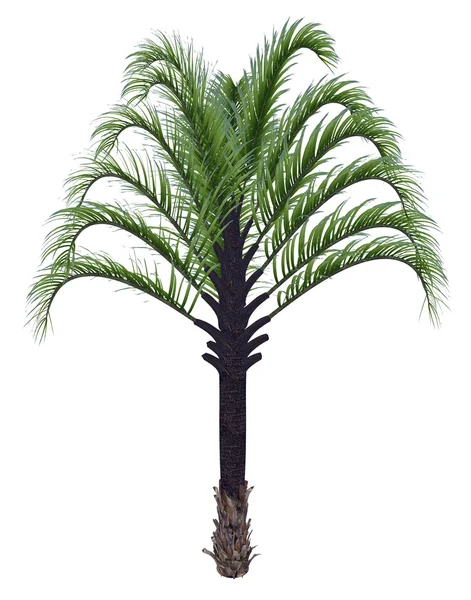 Dypsis decaryi-3d 渲染三角棕榈树 — 图库照片