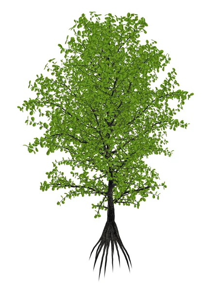 Aberia caffra, der umkokola, kei, kai oder kau-Apfelbaum, dovyalis caffra - 3D-Render — Stockfoto