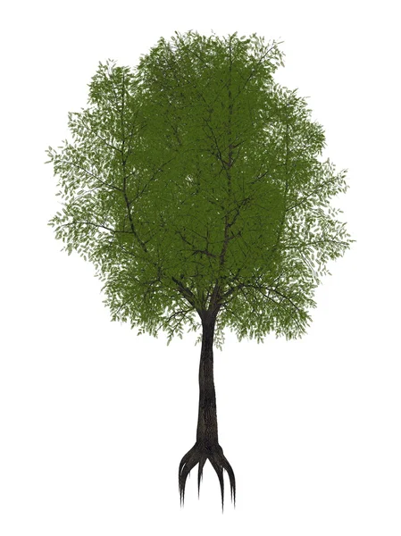 Tamarindenbaum, Tamarindus indica - 3D-Renderer — Stockfoto