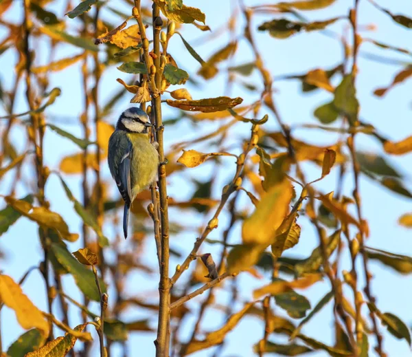 ユーラシア青シジュウカラ、cyanistes caeruleus — ストック写真