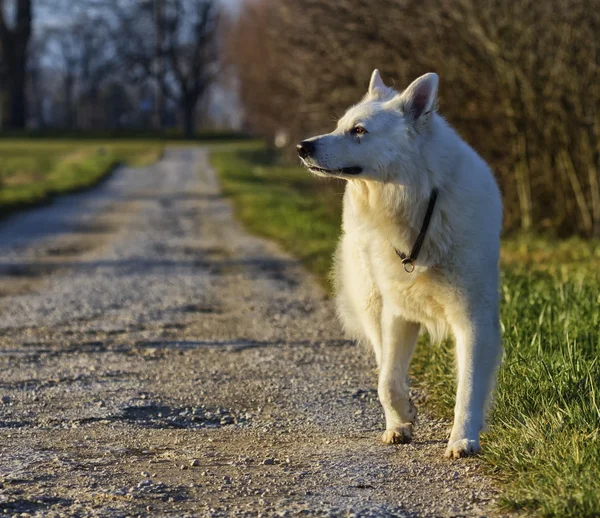 瑞士的白色牧羊犬 — 图库照片