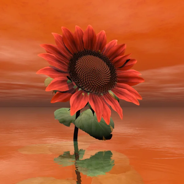 Hermoso girasol rojo - 3D render — Foto de Stock