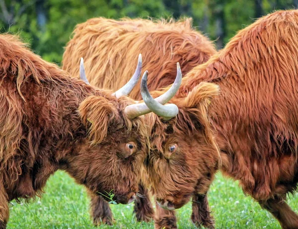 Highland cows fight — Stock Photo, Image