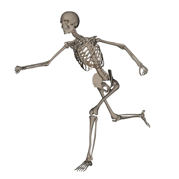 Human skeleton running- 3D render — Stock Photo, Image