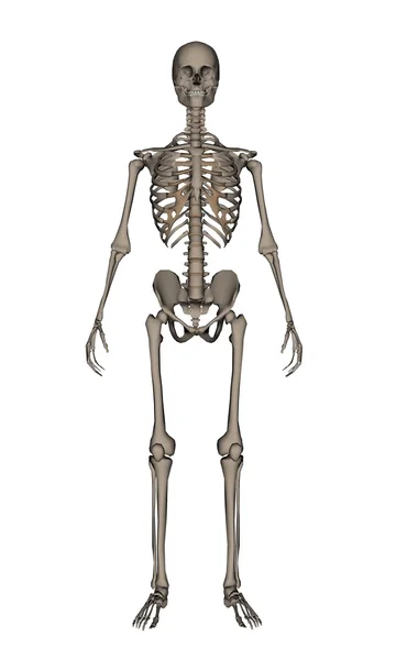 人間の骨格の 3 d レンダリング — ストック写真
