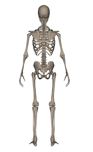 Human skeleton - 3D render — Stock Photo, Image