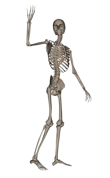 Menselijk skelet zeggen vaarwel - 3d render — Stockfoto