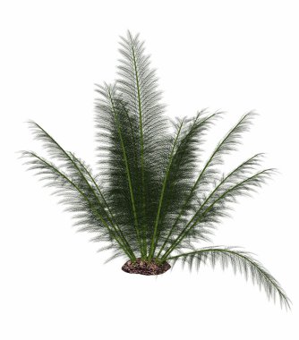 Onychiopsis Tarih öncesi fern - 3d render