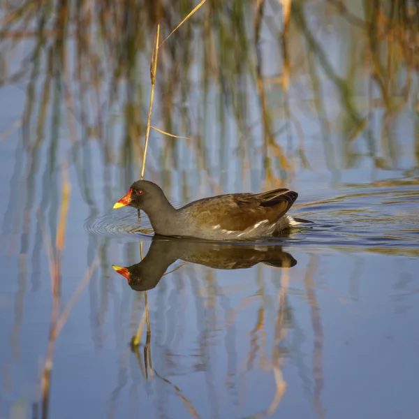 Pollo da brughiera o da palude comune, gallinula chloropus — Foto Stock