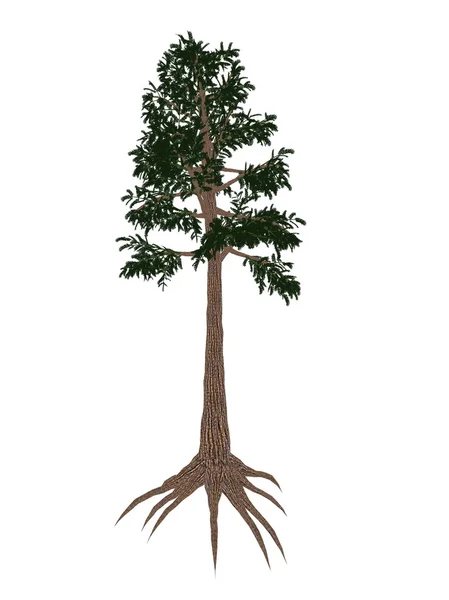 Archaeopteris arbre préhistorique - rendu 3D — Photo