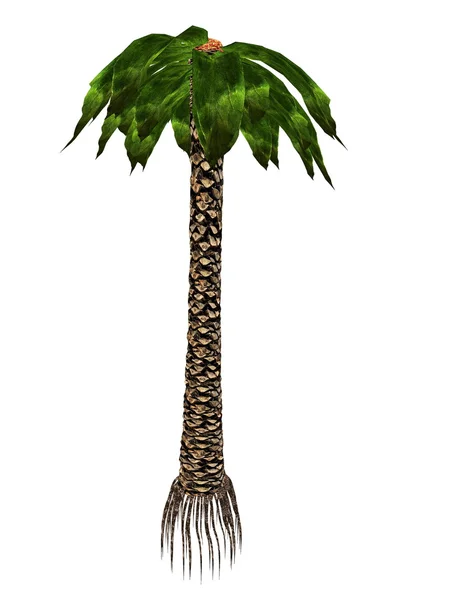 Bjuvia simplex prähistorischer Baum - 3D-Renderer — Stockfoto