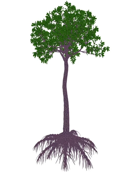 Glossopteris prehistorycznych drzewo - 3d render — Zdjęcie stockowe