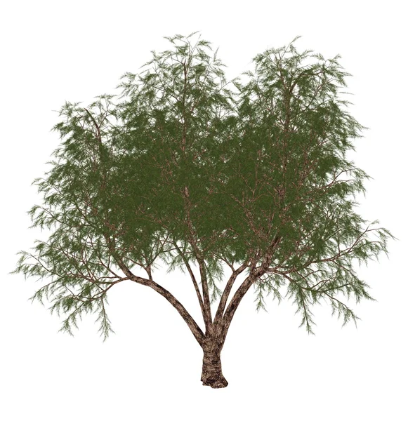 Französische Tamariske, Tamarix gallica, Baum - 3D-Render — Stockfoto