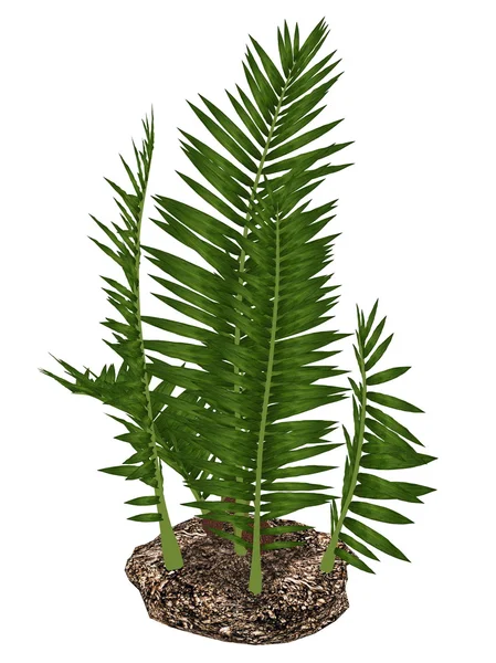 Nipa burtinii pravěkých rostlin - 3d vykreslení — Stock fotografie