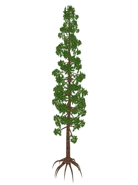 Wollemia nobilis pino albero preistorico - rendering 3D — Foto Stock