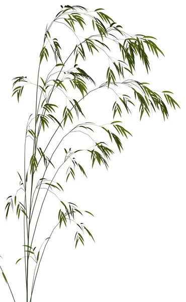 Bamboo - 3D render — Stock Photo, Image