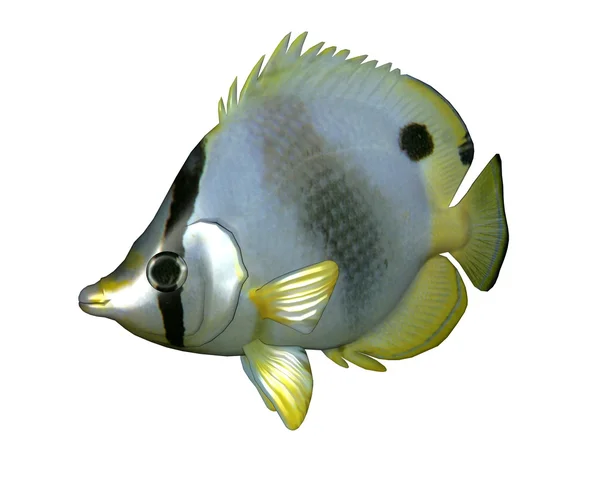 Butterflyfish - rendu 3D — Photo