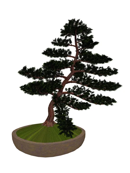 Hinoki falešné cypress strom bonsai - 3d vykreslení — Stock fotografie