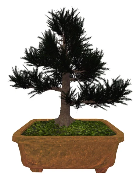 Japenese ceder boom bonsai - 3d render — Stockfoto