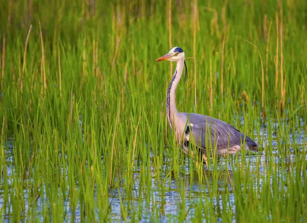 Grijze reiger, Ardea cinerea — Stockfoto