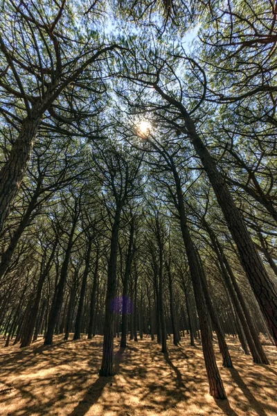 Drewna sosnowego lasu, Cecina, Toskania, Włochy — Zdjęcie stockowe