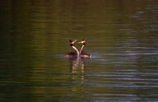 Crested grebe, podiceps cristatus, ducks courtship — Stock Photo, Image