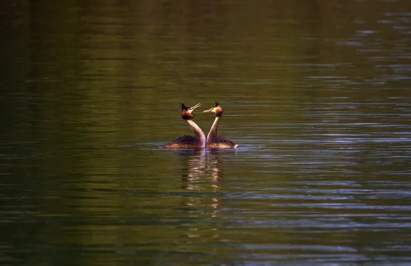 カンムリカイツブリ、湖北町、アヒルの求愛 — ストック写真