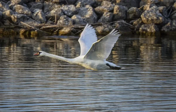 Knobbelzwaan, cygnus olor, vliegen — Stockfoto