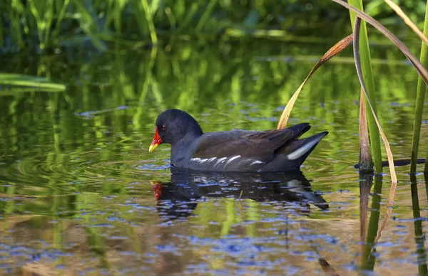 Galinha-comum ou galinha-do-pântano, gallinula chloropus — Fotografia de Stock