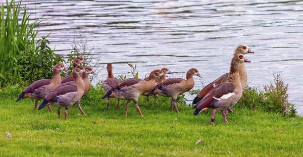 Egyptian goose, alopochen aegyptiacus,and babies — Stock Photo, Image