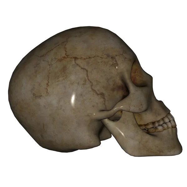 Лицо черепа - 3D рендеринг — стоковое фото