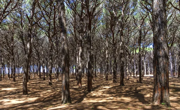 Pinewood bos, Cecina, Toscane, Italië — Stockfoto