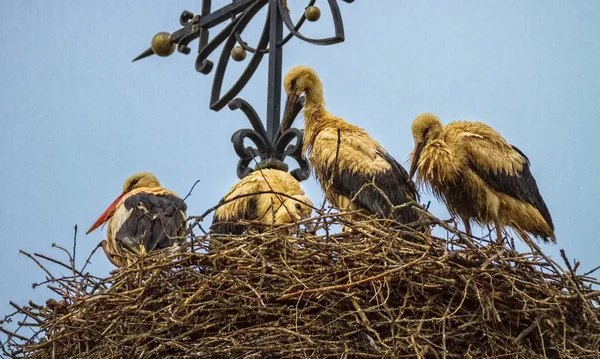 Four european white storks, ciconia, in the nest — Stock Photo, Image