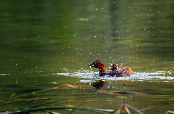 Pequeño pato verde, tachybaptus ruficollis, en plumaje de reproducción — Foto de Stock