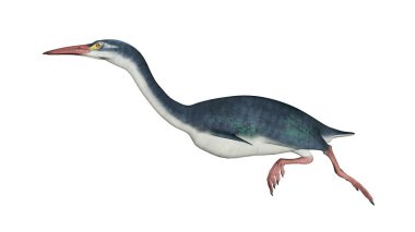 Hesperornis tarih öncesi kuşu - 3D görüntüleme