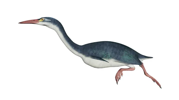 Hesperornis pájaro prehistórico - 3D render — Foto de Stock