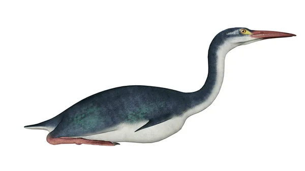Hesperornis tarih öncesi kuşu - 3D görüntüleme — Stok fotoğraf