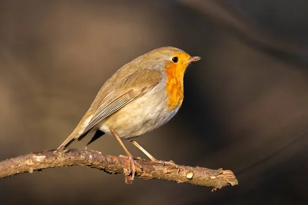 Robin europeo, Erithacus rubecula, o robin redbreast, encaramado en una rama — Foto de Stock