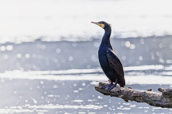 Великий баклан, Phalacrocorax carbo, мирно стоящий на ветке — стоковое фото