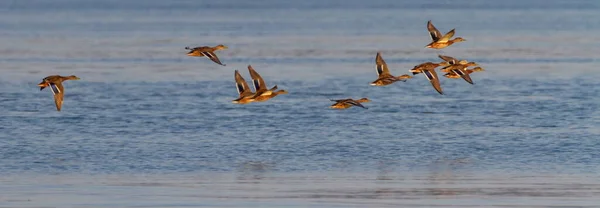 Rebanho de patos-reais fêmeas que voam juntas — Fotografia de Stock