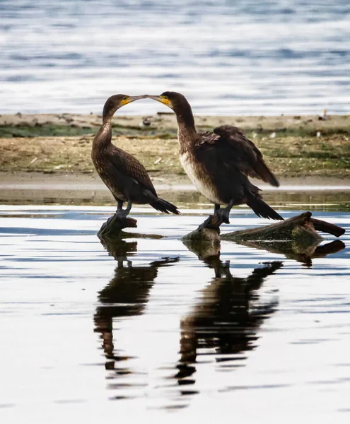 Coppia di grandi uccelli cormorani, Phalacrocorax carbo, in piedi su un ramo — Foto Stock