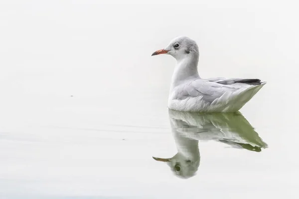 Black-headed gull, chroicocephalus ridibundus, on the water lake — Stock Photo, Image