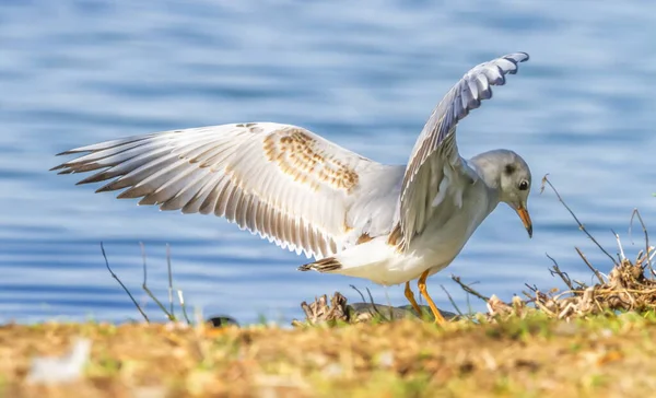 Gaviota cabeza negra, chroicocephalus ridibundus, en el suelo —  Fotos de Stock