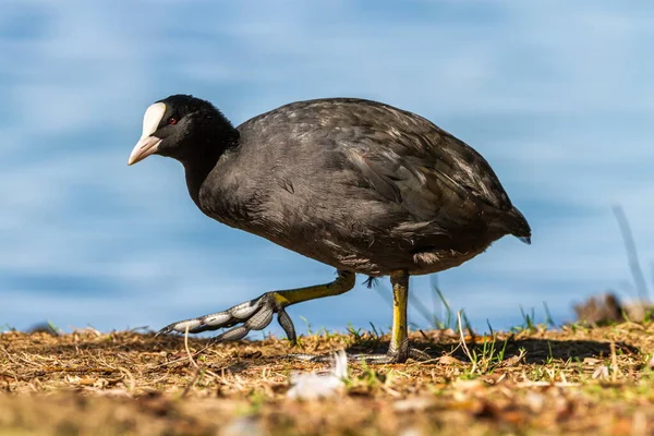 Euraziatische of gewone koeieend, fulicula atra — Stockfoto